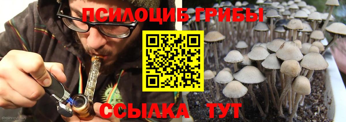 Азнакаево  Галлюциногенные грибы Psilocybine cubensis  Псилоцибиновые грибы прущие грибы  Вход с VPN 
